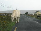 thumbs/cowinroad_connemara.png