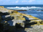 thumbs/moss_surf_kilkee.png
