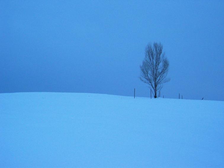 os_tree_on_blue.jpg