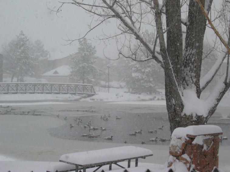 snowing.jpg