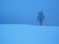 os_tree_on_blue.jpg