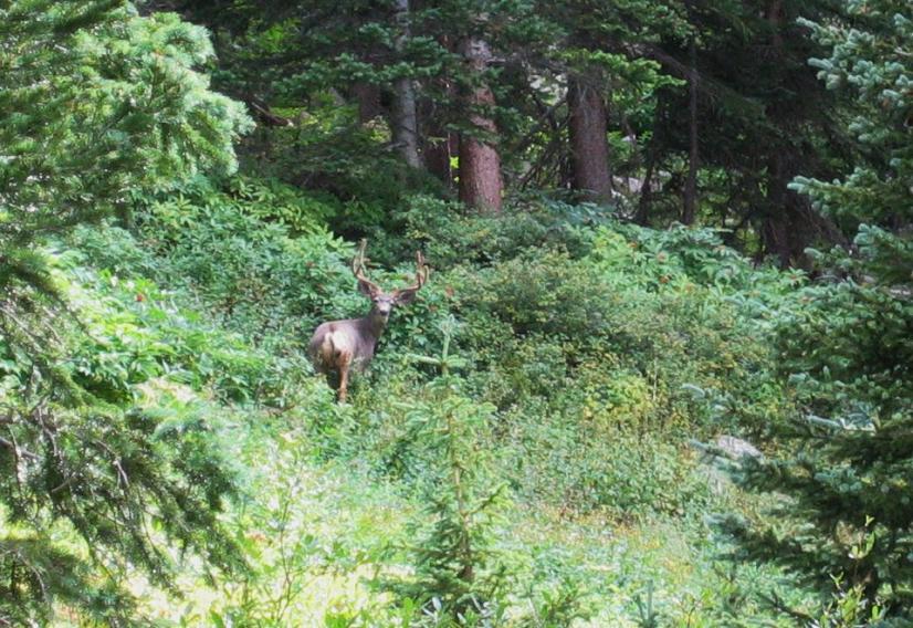 big_buck.jpg