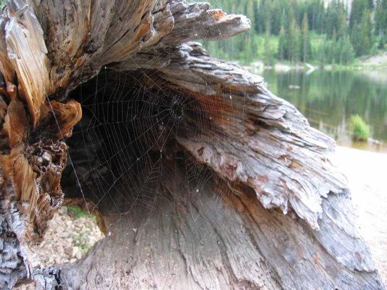 spiderweb.jpg