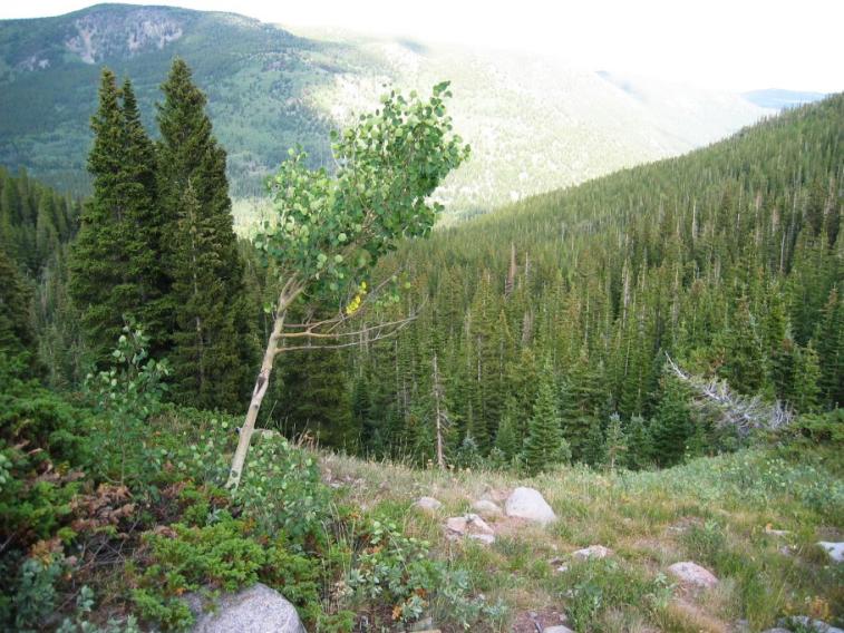 tree_view.jpg