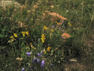 flowers.jpg