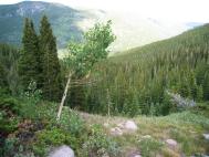 tree_view.jpg