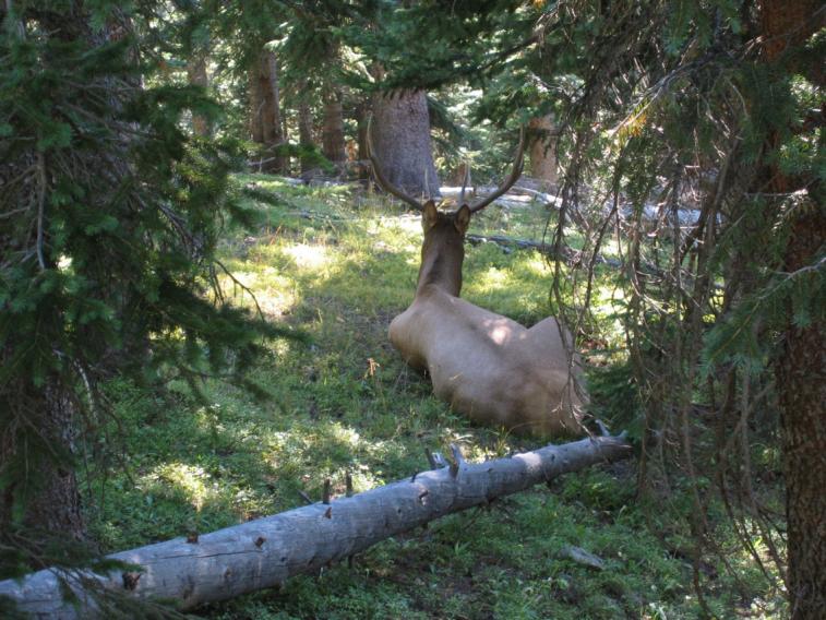 elk_buck.jpg