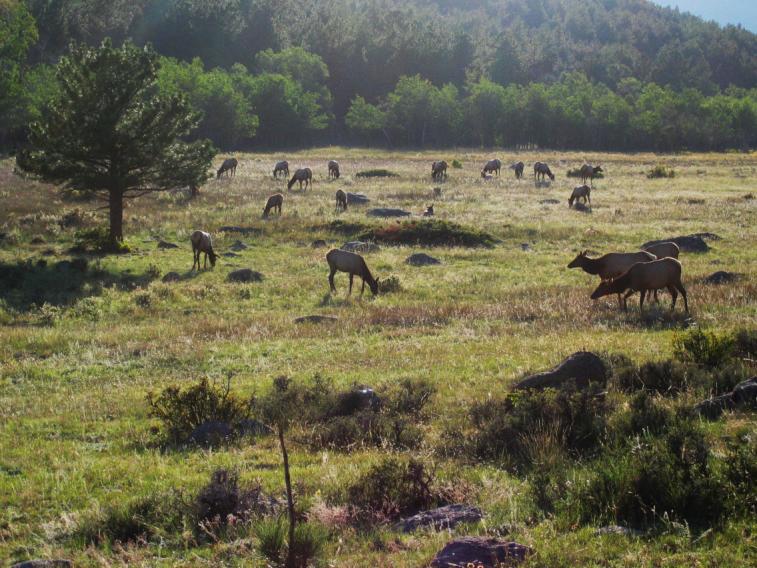 elk_herd_contrasted.jpg