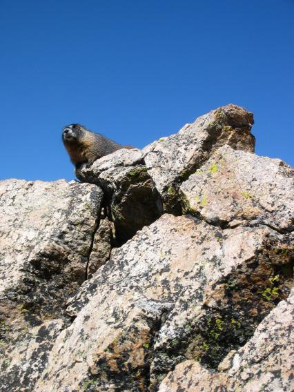 marmot_vert.jpg