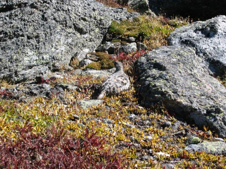 ptarmigan1.jpg