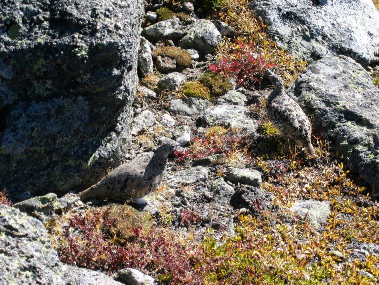 ptarmigan3.jpg