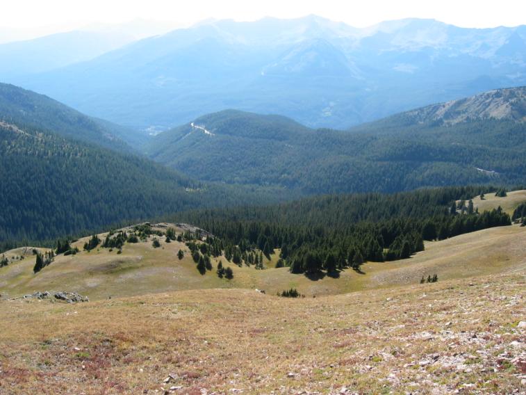 treeline.jpg