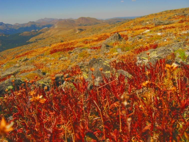 tundra_view_macro_saturated.jpg