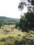 elk_herd_vert.jpg