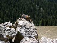 marmot_trees.jpg