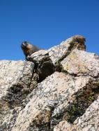 marmot_vert.jpg