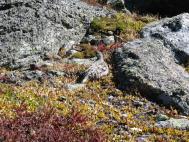 ptarmigan1.jpg