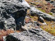 ptarmigan2.jpg