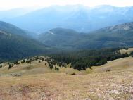 treeline.jpg