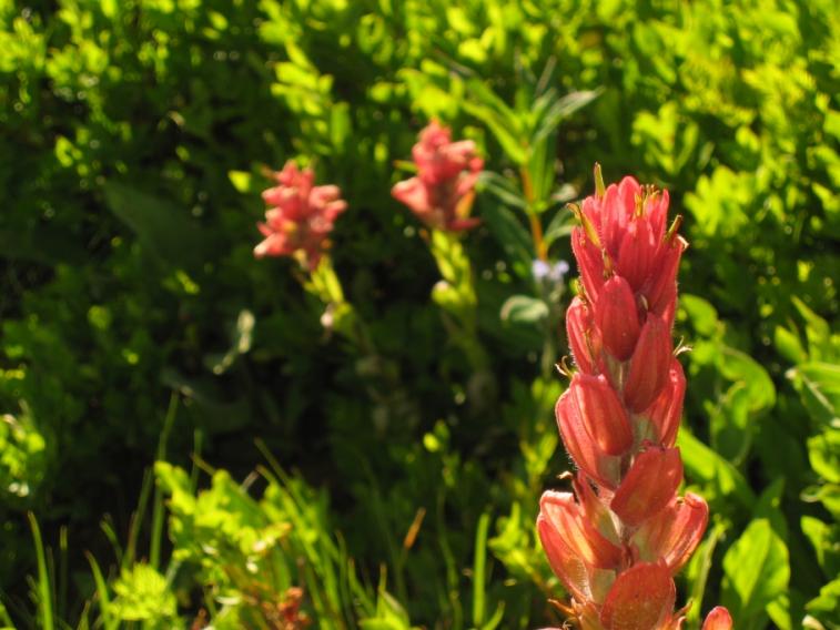 indian_paintbrush.jpg