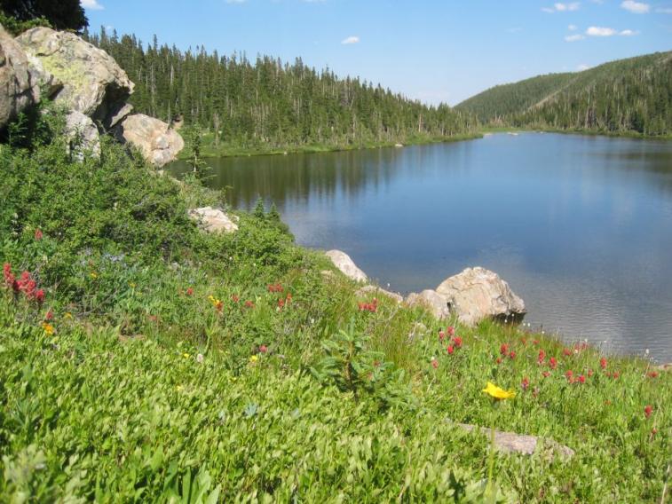 lake_flowers.jpg