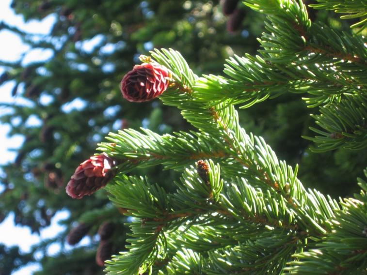 pinecone.jpg