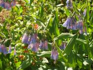 blue_flowers.jpg
