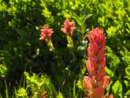 indian_paintbrush.jpg