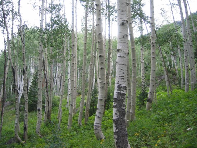 aspen.jpg