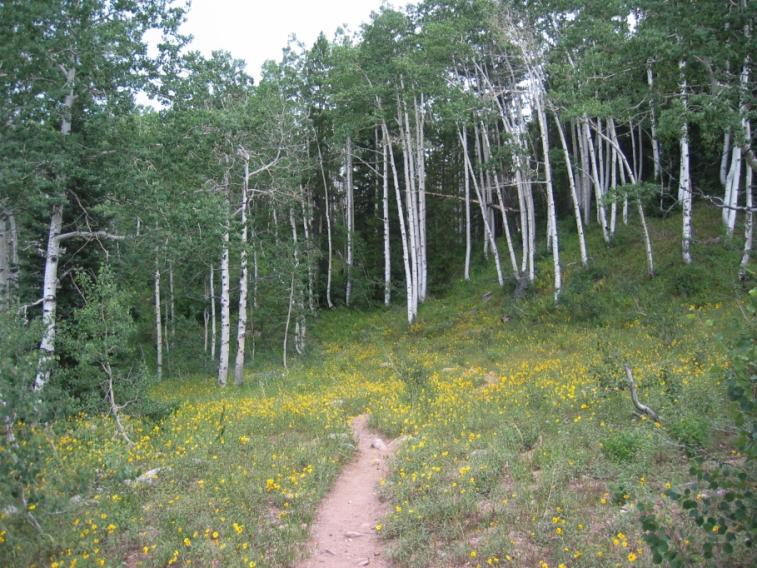 aspen_flowers.jpg
