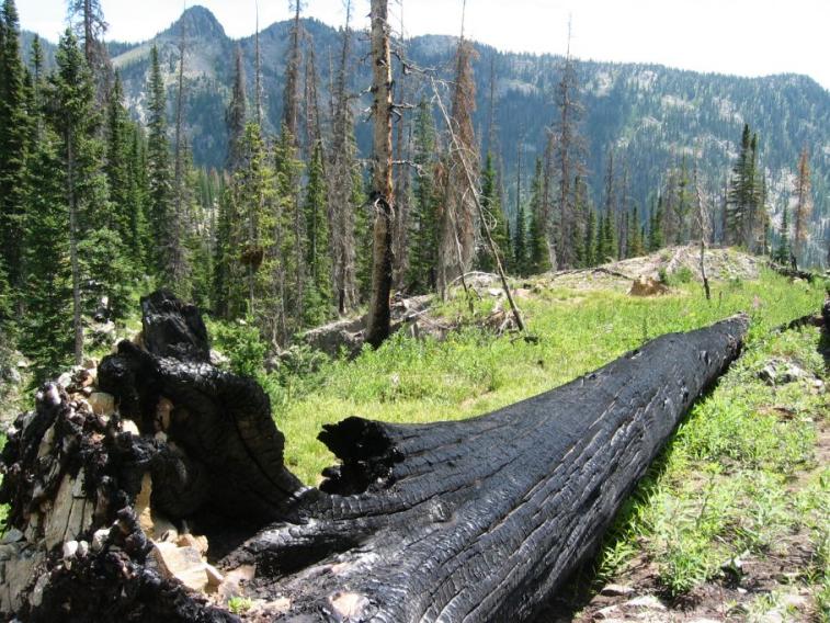 burnt_log.jpg