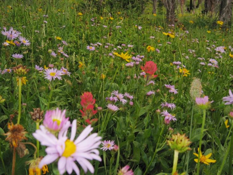 flowers_closeup1.jpg