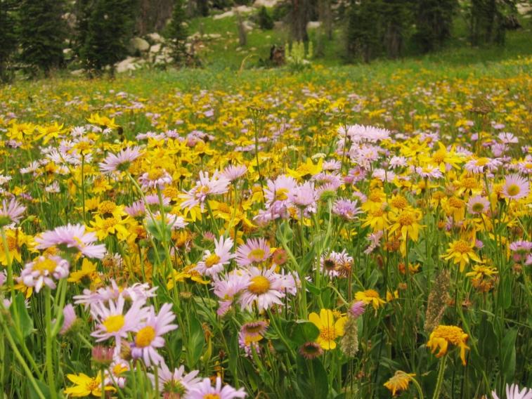 flowers_closeup2.jpg