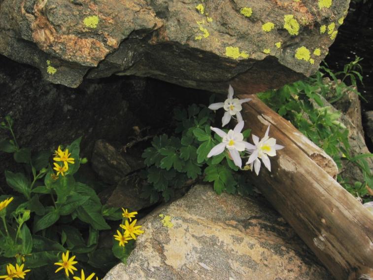 flowers_columbine.jpg