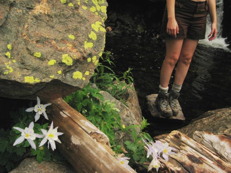 flowers_columbine_diana.jpg