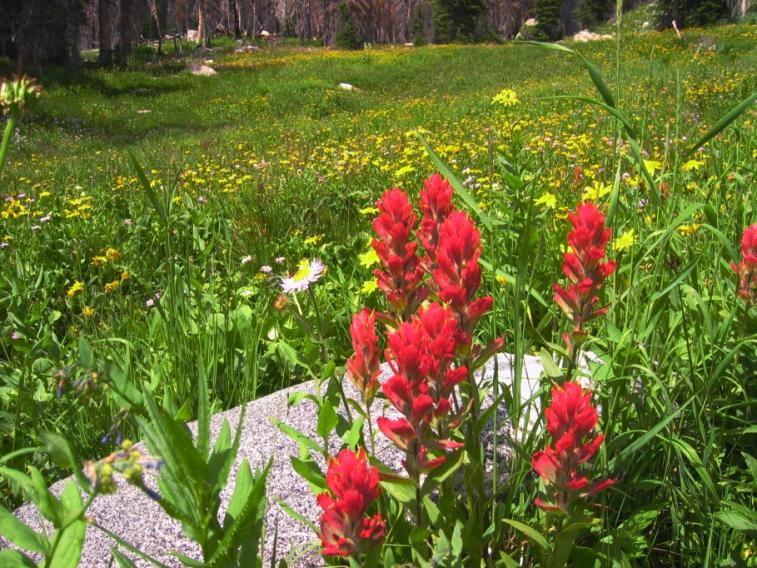 flowers_paintbrush.jpg