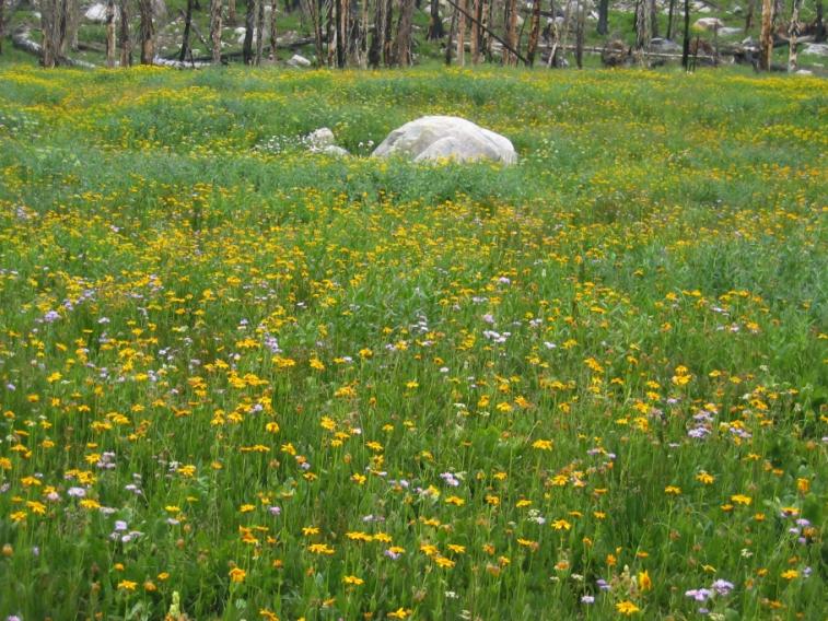 flowers_rock.jpg