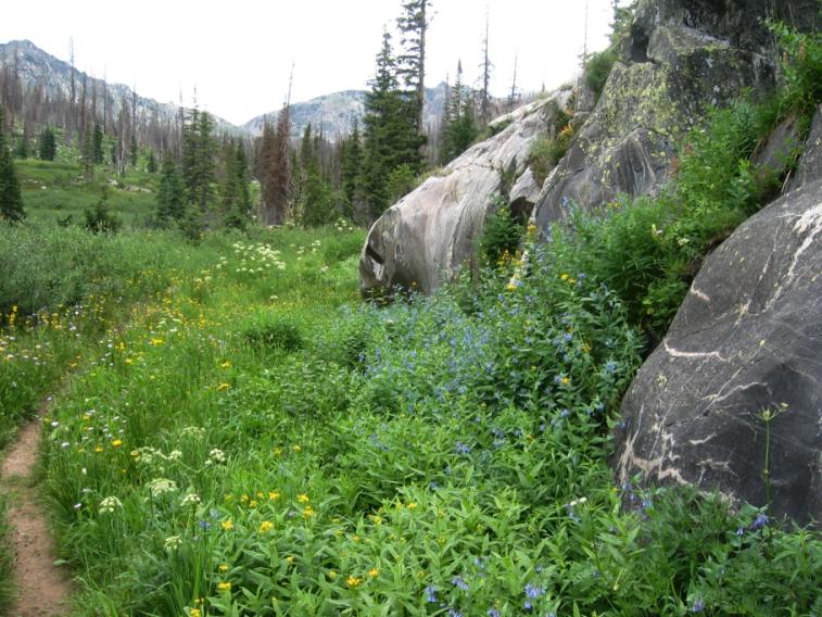 flowers_rocks.jpg