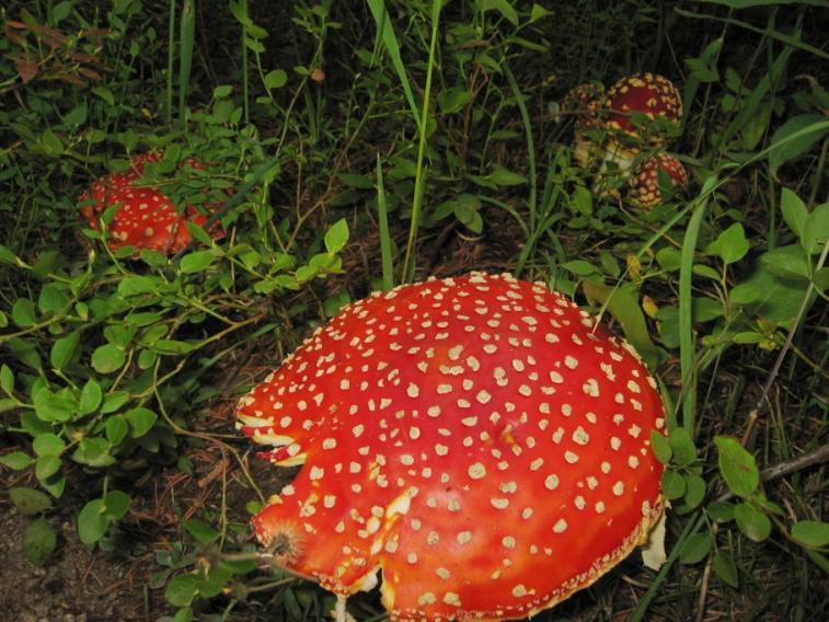 shrooms.jpg