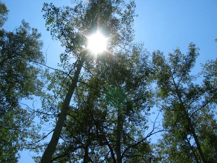 sun_trees.jpg