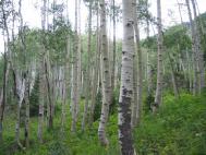 aspen.jpg