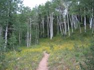 aspen_flowers.jpg