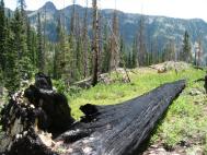 burnt_log.jpg