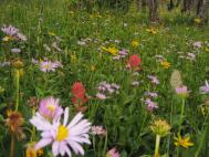 flowers_closeup1.jpg