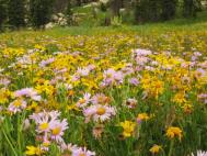 flowers_closeup2.jpg