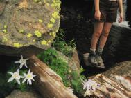 flowers_columbine_diana.jpg