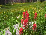 flowers_paintbrush.jpg