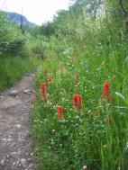 flowers_paintbrush_vert.jpg