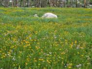 flowers_rock.jpg