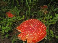 shrooms.jpg